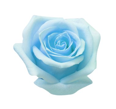 Mavi gül beyaz arka plan, yumuşak odak ve kırpma izole 