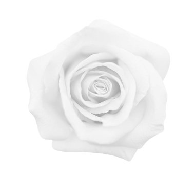 Beyaz gri gül beyaz arka plan, yumuşak odak ve cli izole