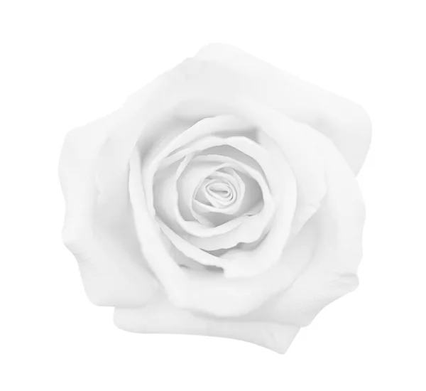 Rosa cinza branco isolado no fundo branco, foco suave e cli — Fotografia de Stock