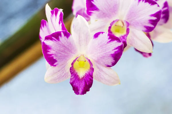 Rosa Orchidee im Gaden — Stockfoto