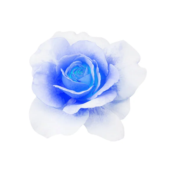 Rosa blu isolata su sfondo bianco, messa a fuoco morbida e ritaglio Foto Stock