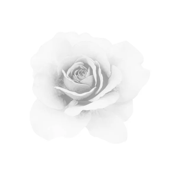 Rosa gris blanca aislada sobre fondo blanco, enfoque suave y cli — Foto de Stock