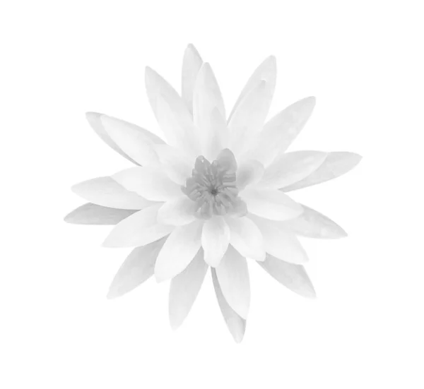 Flor de lótus cinza branco isolado no fundo branco, foco suave — Fotografia de Stock