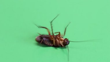 Hamam böceği üzerinde yeşil bir ekran ölmekte yalan