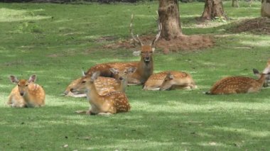 sika geyik alanında