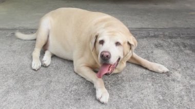 Yağ Labrador Retriever 11 yaşındaki nefes nefese, katta nefes darlığı. Şişko köpek.