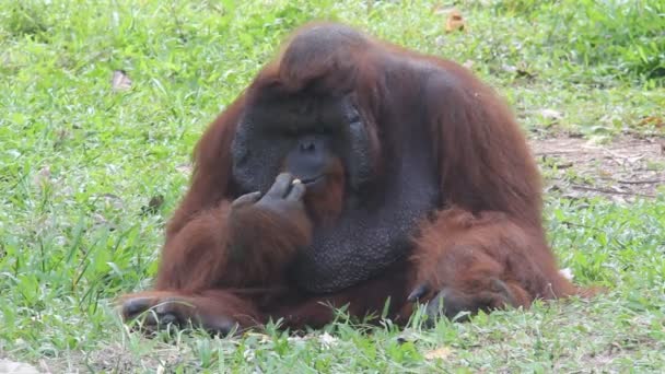 Orangutan Eating Garden — Stock Video