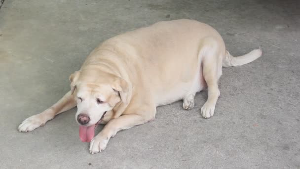 脂肪ラブラドールレトリバー11歳息切れ 床の息切れ 太った犬 — ストック動画