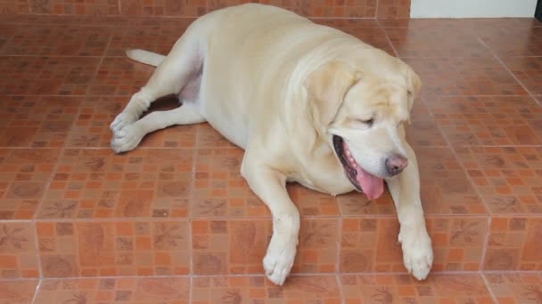 脂肪ラブラドールレトリバー7歳息切れ 床の息切れ 太った犬 — ストック動画