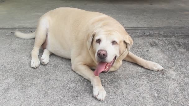 Gordura Labrador Retriever Anos Sem Fôlego Falta Chão Cão Gordo — Vídeo de Stock