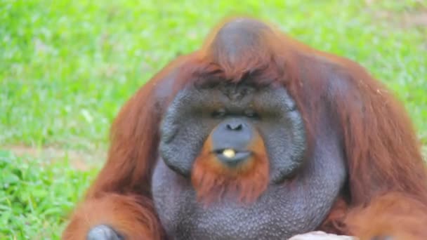 Orangutan Eating Garden — Stock Video