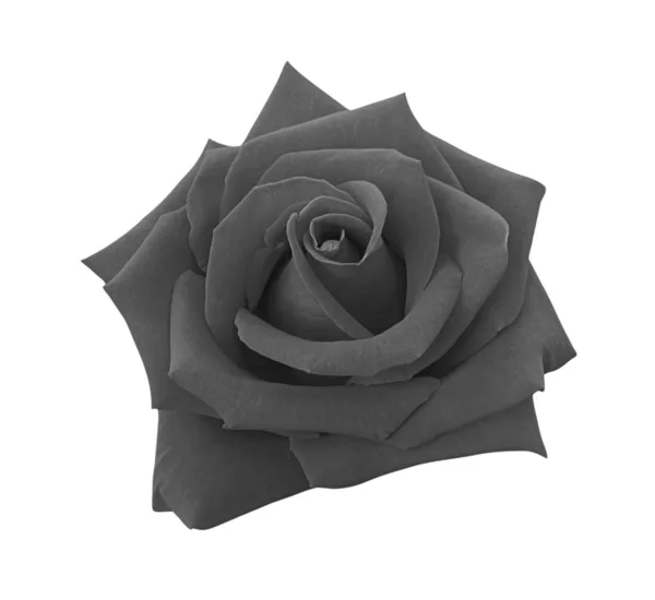 Rosa nera isolata su sfondo bianco, percorso di ritaglio e - sof — Foto Stock