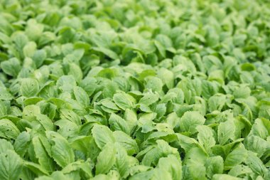 Çiftlikte Fidan organik sebze