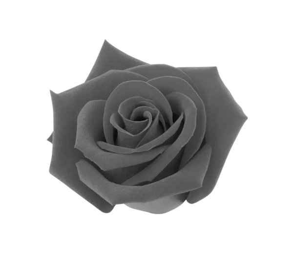 Rosa nera isolata su sfondo bianco, percorso di ritaglio e - sof — Foto Stock
