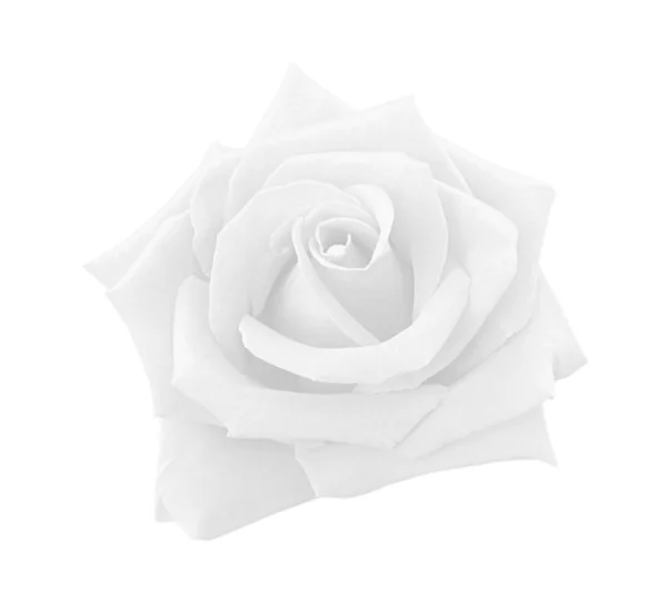 Rosa bianca grigia isolata su sfondo bianco, percorso di ritaglio e — Foto Stock