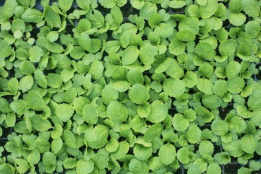 Çiftlikte Fidan organik sebze