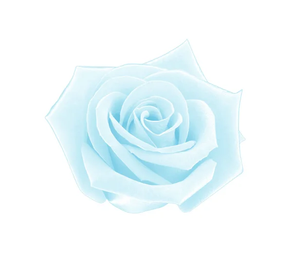 Rosa blu isolata su sfondo bianco, percorso di ritaglio e morbido — Foto Stock