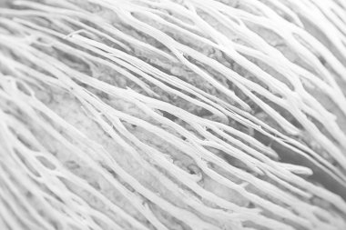 Beyaz ahşap doku veya arka plan ve kopyalama alanı