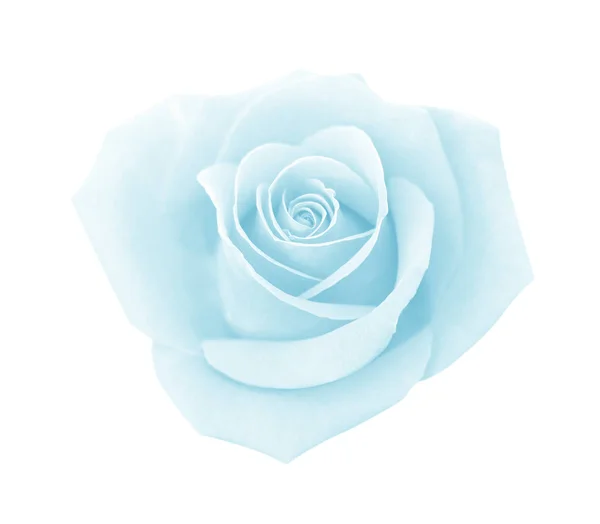 Rosa blu isolata su sfondo bianco, percorso di ritaglio e morbido — Foto Stock