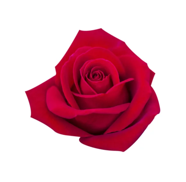 Rosa rossa isolata su sfondo bianco, percorso di ritaglio e morbido — Foto Stock