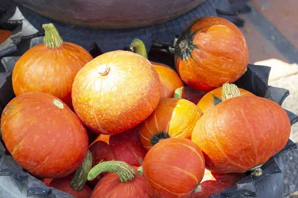 Orange pumpkins in rubber basket for thanksgiving day. — Stock Photo, Image