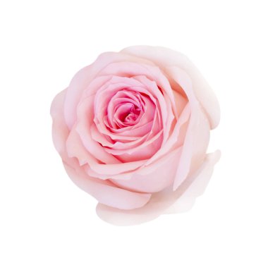 Pembe gül çiçeği beyaz arka plan, yumuşak odak ve cl izole