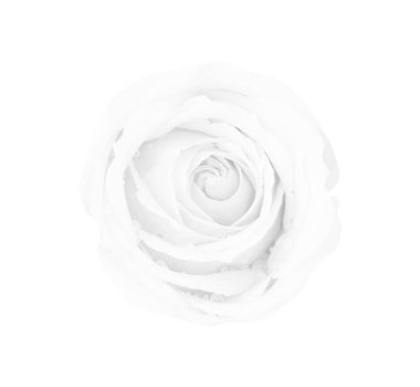 Beyaz gri gül beyaz arka plan, yumuşak odak ve cli izole
