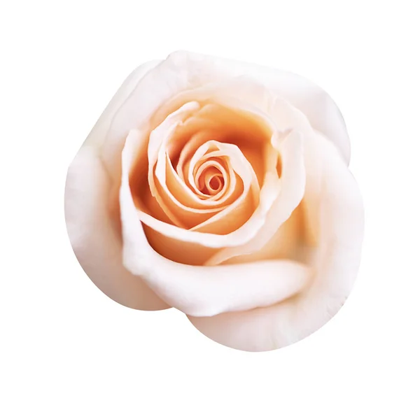 Rosa flor de rosa aislada sobre fondo blanco, enfoque suave y cl —  Fotos de Stock