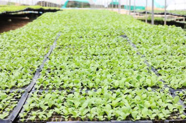 Çiftlikte Fidan organik sebze