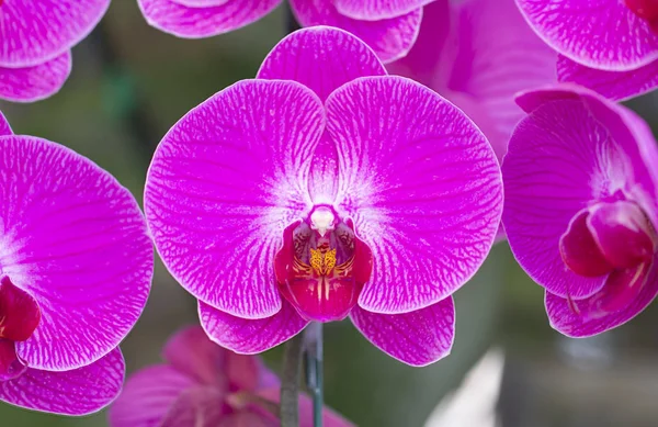 Närbild Rosa orkidé i trädgården. — Stockfoto