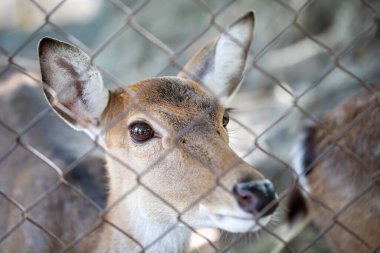 Hayvanat bahçesindeki kafeste geyik