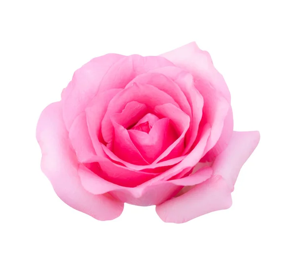 Roze Roos Bloem Geïsoleerd Witte Achtergrond Zachte Focus Clipping Pad — Stockfoto