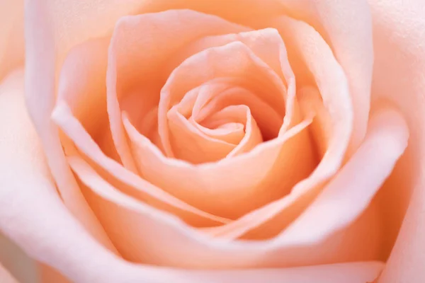 Ροζ Τριαντάφυλλο Λουλούδι Κοντά Για Φόντο Και Απαλή Εστίαση — Φωτογραφία Αρχείου