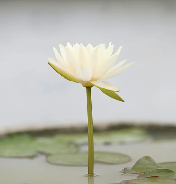 壺に黄色い蓮の花を咲かせる — ストック写真