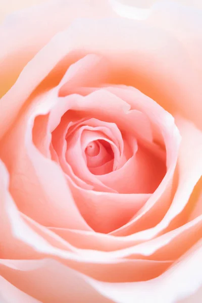 背景とソフトフォーカスのためにピンクのバラの花を閉じます — ストック写真