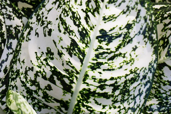 Arkaplan Için Yeşil Beyaz Yaprak — Stok fotoğraf