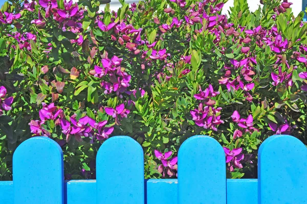Purple flowers and blue fence, Greece