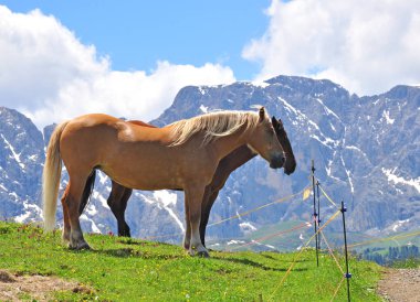 Dağlarda, Alpler iki at