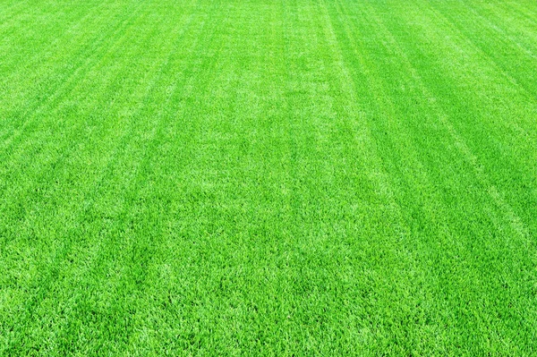 Football stadium green grass background