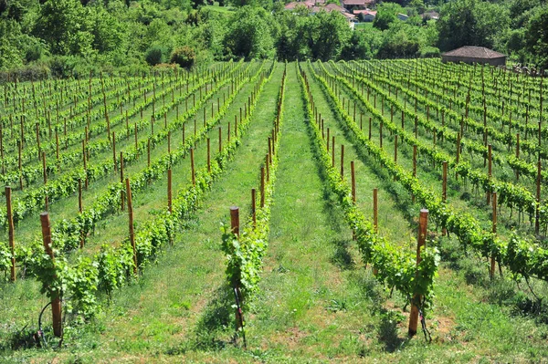 Malerischer Blick Auf Den Weinberg Sommer — Stockfoto