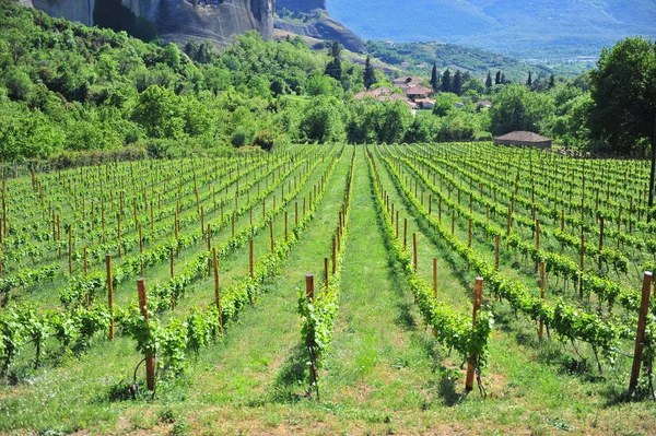 Scenic View Wineyards Mountains Summer — Stock Photo, Image
