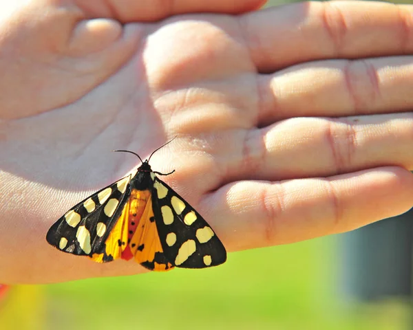 人类手中的黑色和橙色蝴蝶 — 图库照片