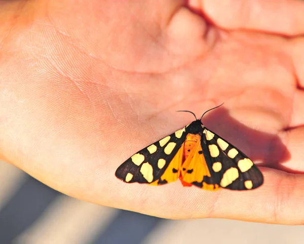 人类手中的黑色和黄色蝴蝶 — 图库照片