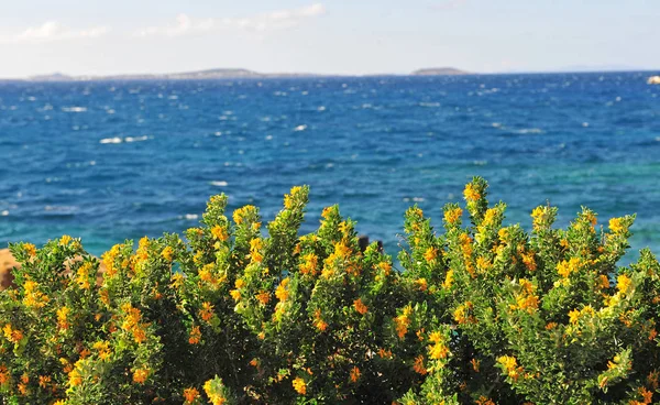 Žluté Květy Modrým Mořem Pozadí — Stock fotografie