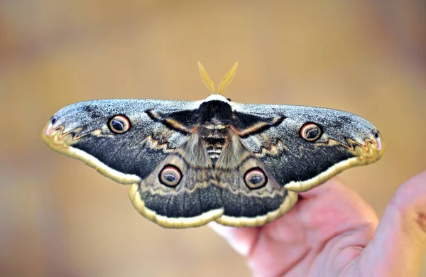 Nachtpfauenauge Riesenschmetterling Nahaufnahme Auf Grauem Hintergrund — Stockfoto