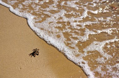 Küçük Akdeniz yengeç dalgalar deniz taşıma