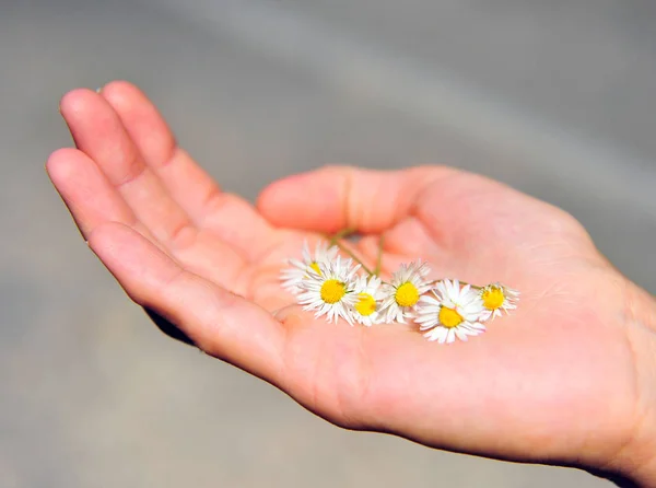 Mão Feminina Segurando Pequenas Flores Alpinas Selvagens Brancas Amarelas — Fotografia de Stock