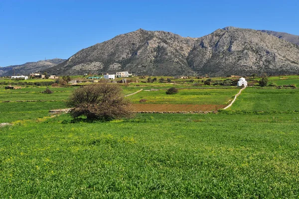 Prachtig Natuurlandschap Met Traditionele Witte Kerk Groene Veld Eiland Naxos — Stockfoto
