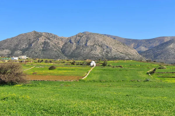 Prachtig Natuurlandschap Met Traditionele Witte Kerk Groene Veld Eiland Naxos — Stockfoto