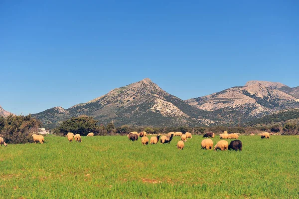 Sheep in green field under hills, Greece